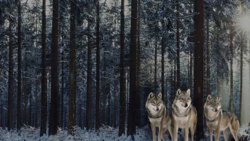 Drei Polarwölfe im Wald mit Schnee