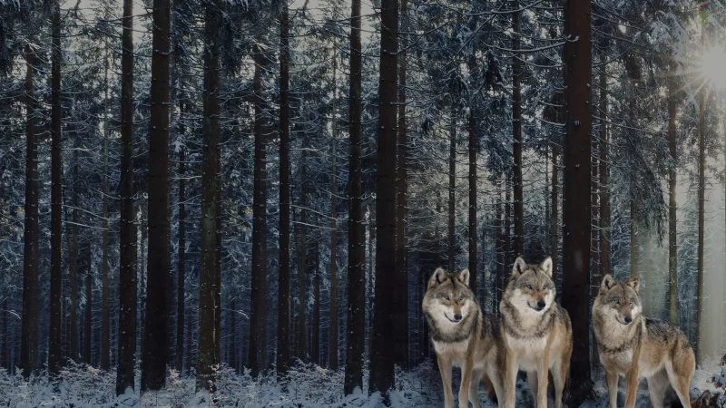 Drei Polarwölfe im Wald mit Schnee