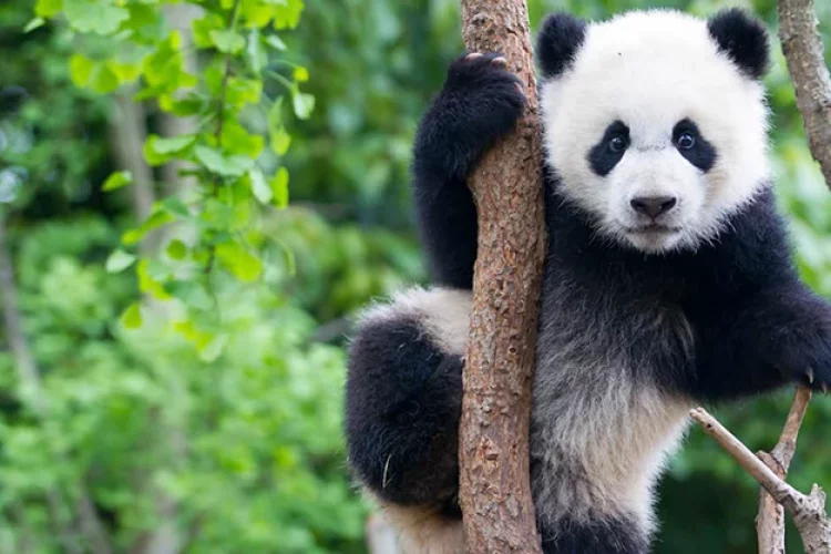 Koalabär sitzt auf einem Baum
